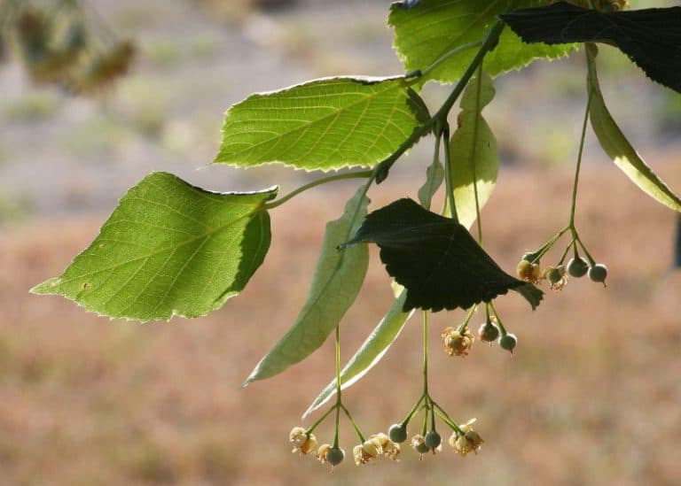 6 Trees for Wet Areas & Damp Soil Types