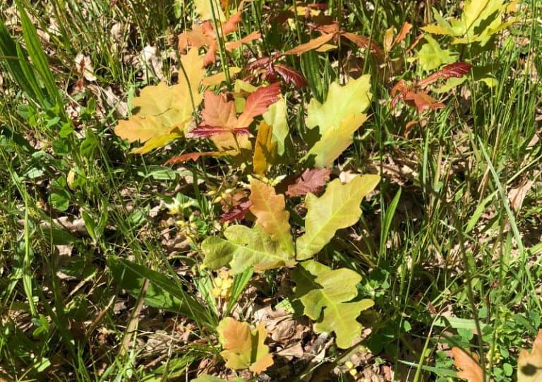 How Long Can Trees Live? Tree Vitalize
