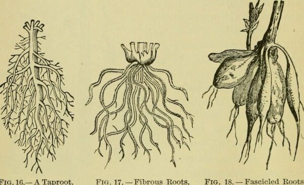 Trees With Deep Roots (Including Invasive Varieties)