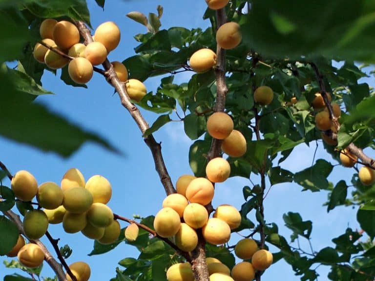how-long-do-fruit-trees-live-tree-vitalize