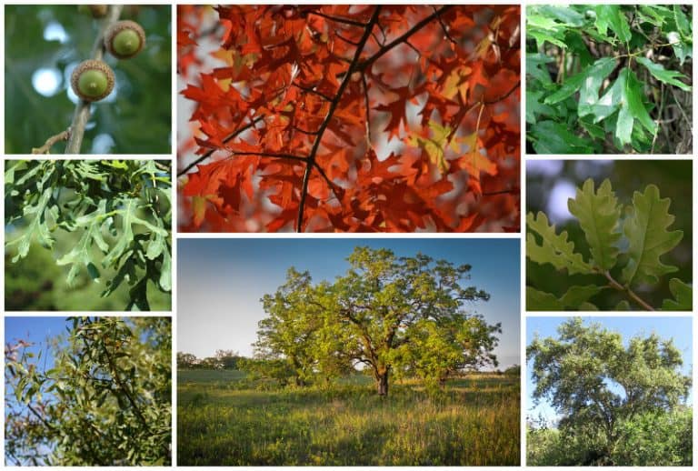 15 Different Types Of Oak Trees (Most Common)