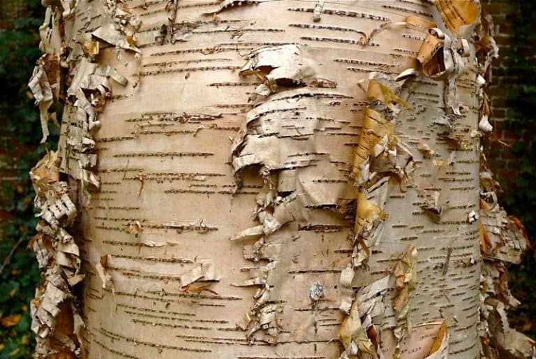11 Different Types Of Birch Trees & Some Of Their Amazing Uses