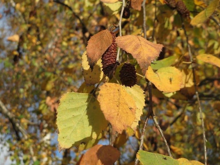 11 Different Types Of Birch Trees & Some Of Their Amazing Uses