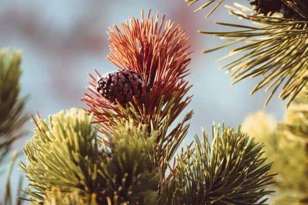 How to Tell if a Tree is Dead: Signs and Symptoms
