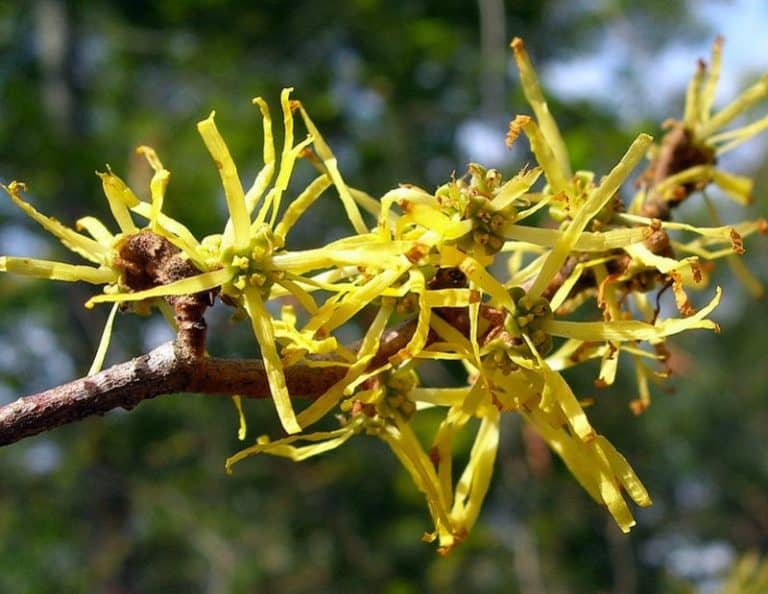 What Is The Difference Between Hazel and Witch Hazel?