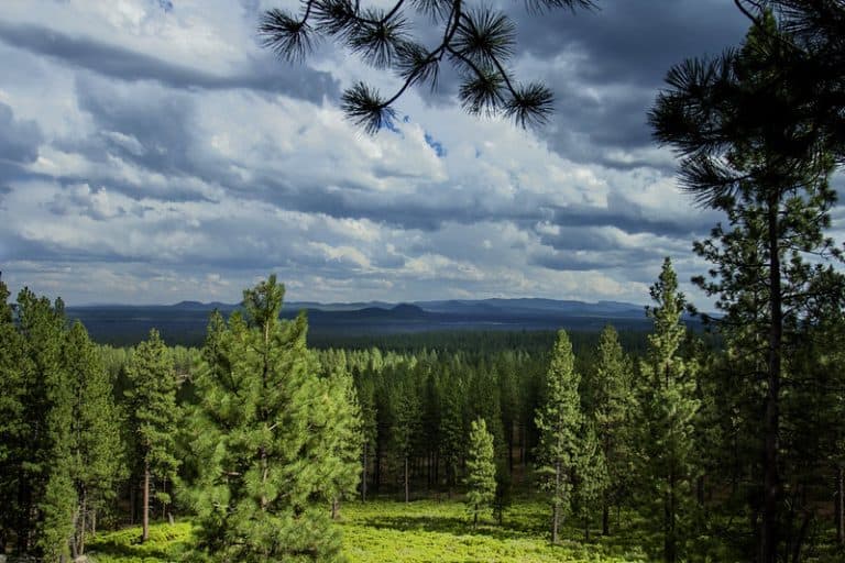 Where Do Pine Trees Grow? (Best Habitat For Natural Growth)