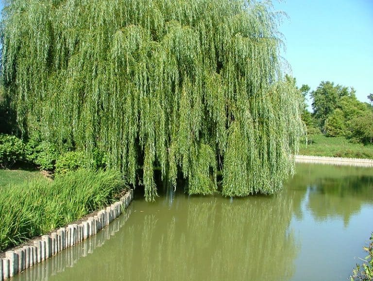 13 Different Types of Willow Trees &