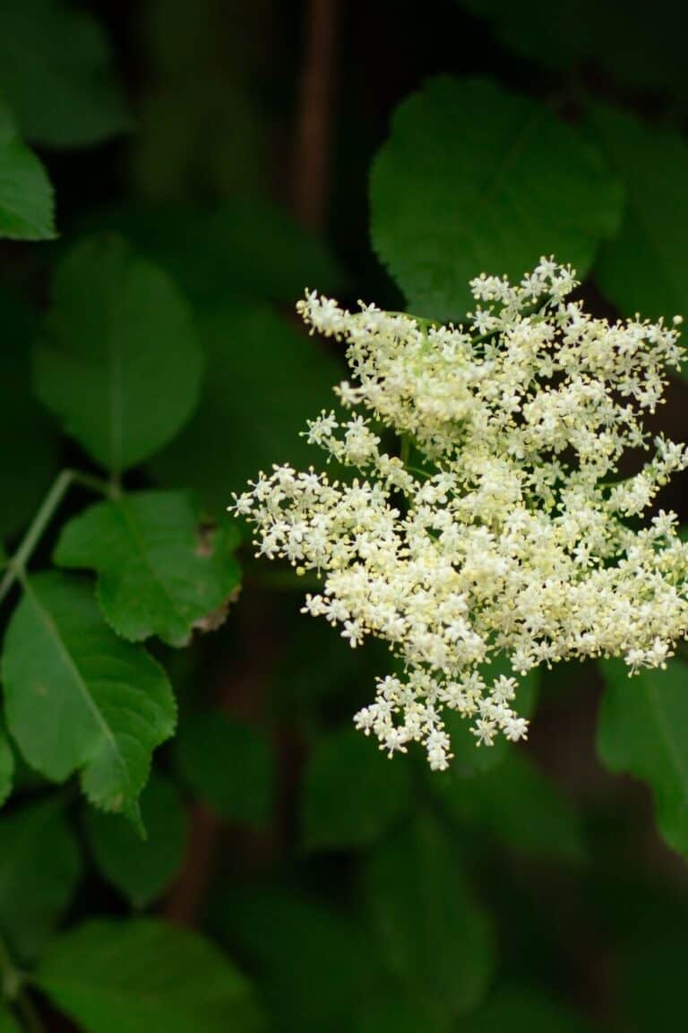 12 Best Flowering Trees In Alabama (Stunning)