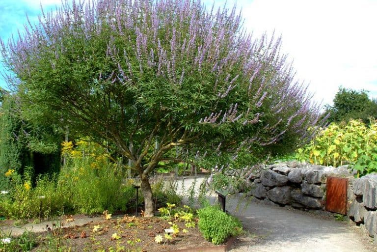 17 Stunning Flowering Trees of Pennsylvania