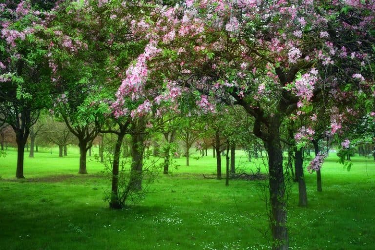 8 Best Fruit Trees That Grow in Pennsylvania