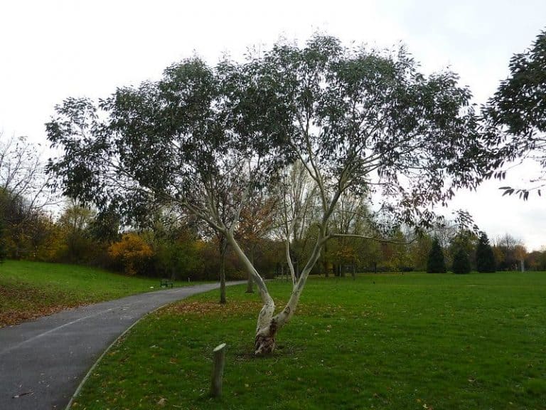 7 Fast Growing Trees In Alabama (Plant or Admire)