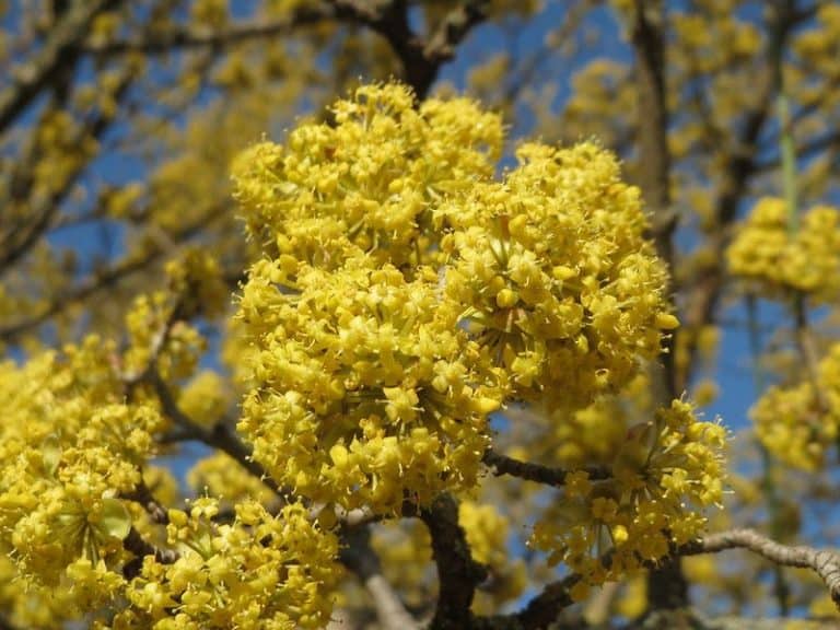 17 Stunning Flowering Trees of Pennsylvania