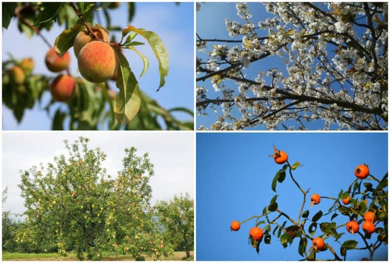 6 Best Fruit Trees To Plant & Grow In Alabama