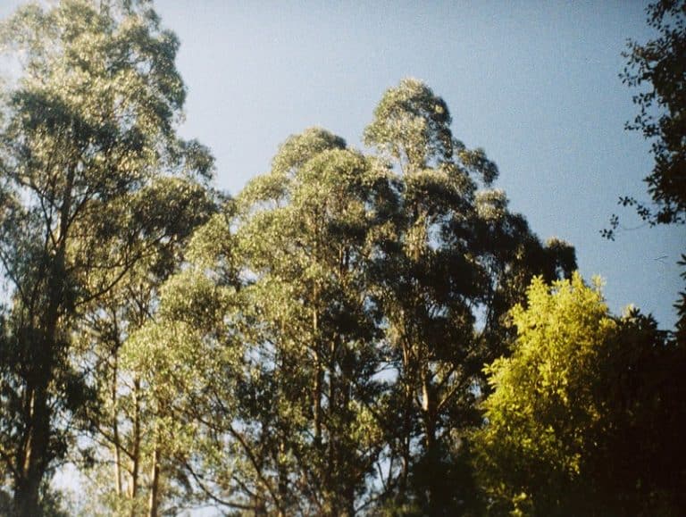 12 Fastest Growing Trees In Pennsylvania