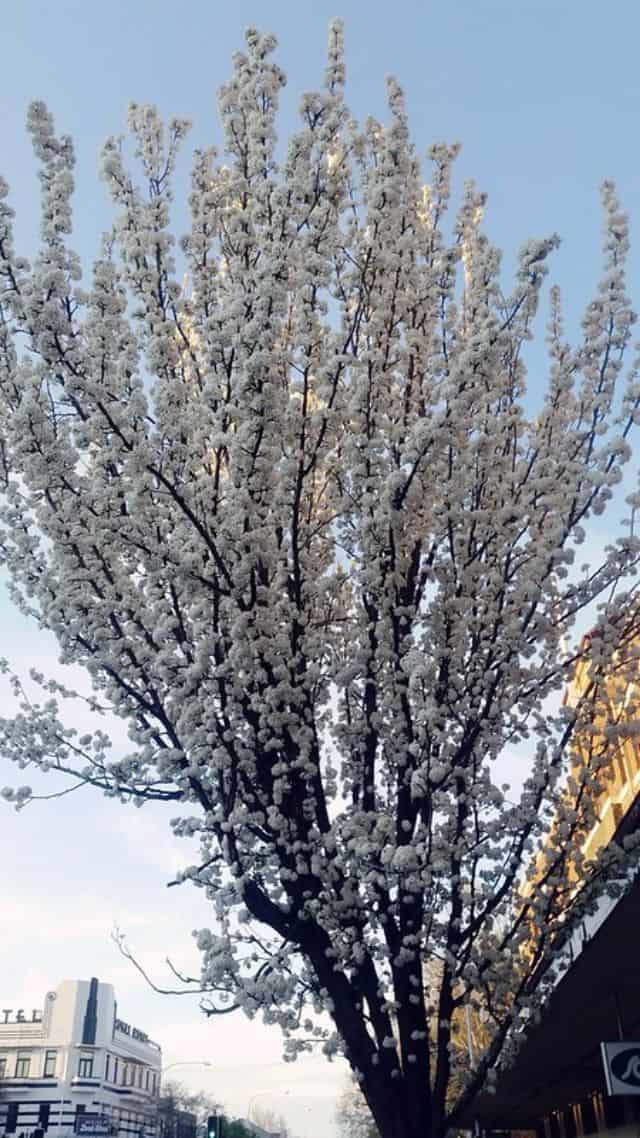 17 Stunning Flowering Trees of Pennsylvania