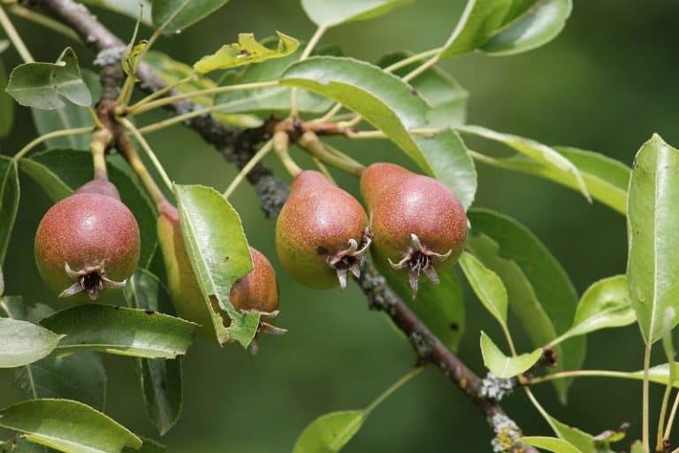 6 Best Fruit Trees To Plant & Grow In Alabama