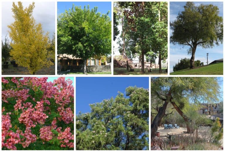 14 Best Shade Trees for Arizona (Some Non Shedding)