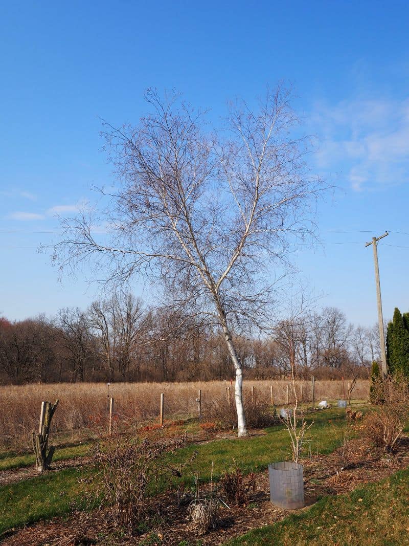 9 Trees That Grow Well in Alaska (Plant One Today!)