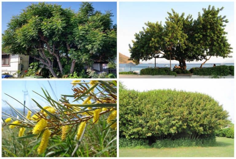 9 Arizona Evergreen Trees to Grow (Trees That Don’t Shed)