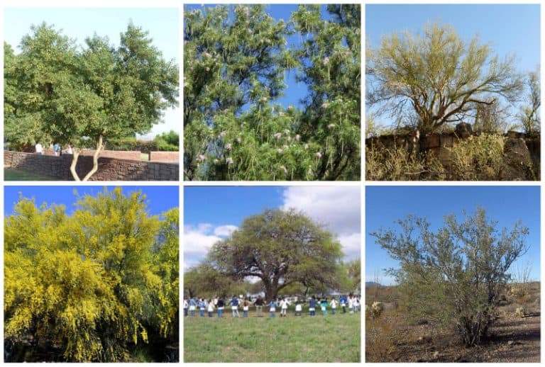 10 Beautiful Desert Trees in Arizona (Includes Mesquite Trees)