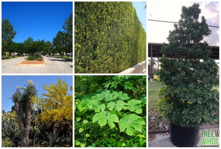 10 Fast Growing Trees to Grow in Arizona