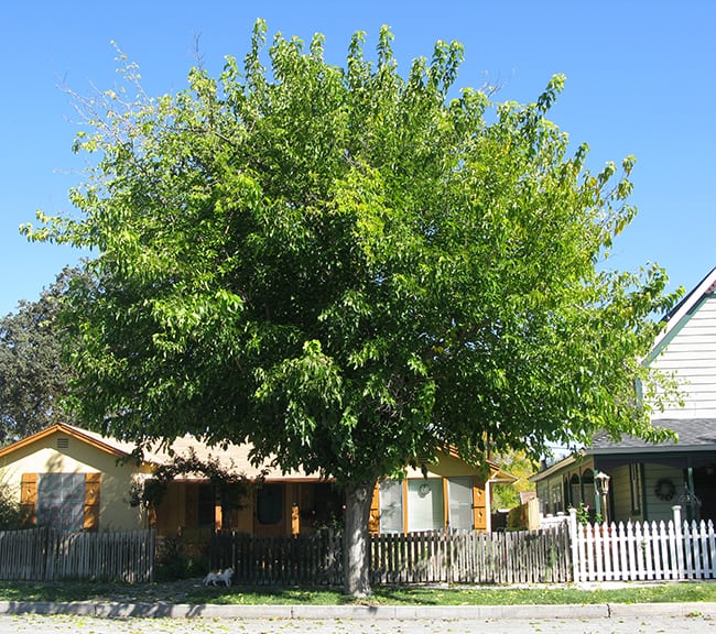 14 Best Shade Trees for Arizona (Some Non Shedding)