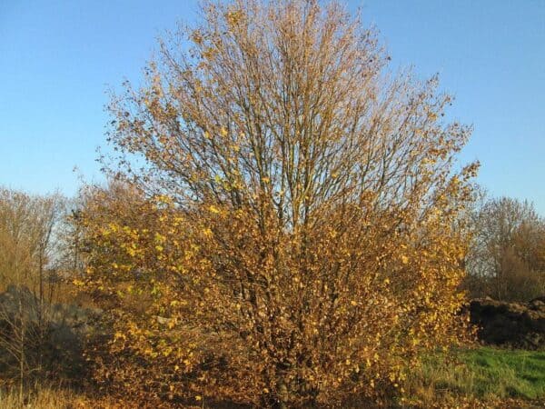 Can You Grow Maple Trees in Alaska? Which Types?