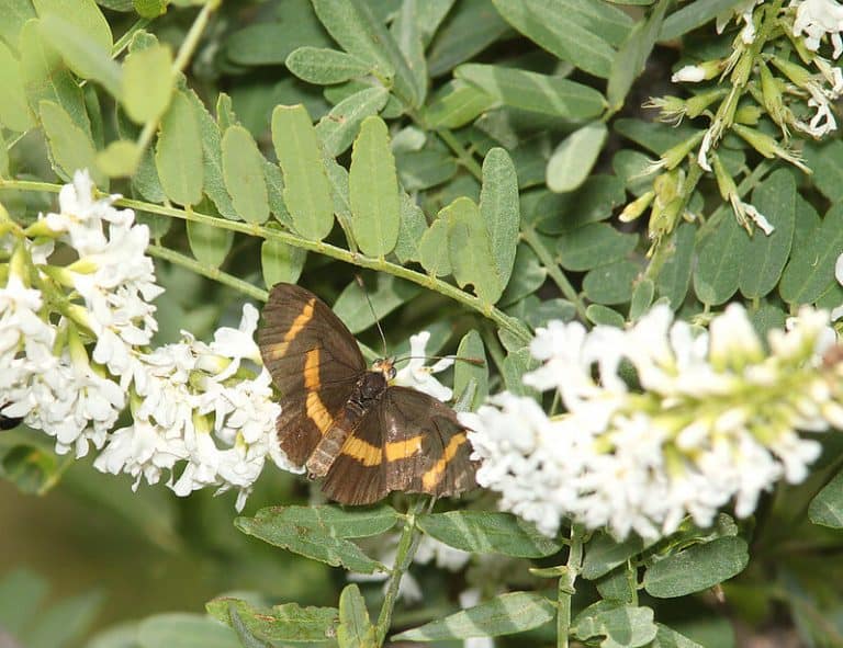 10 Small Trees For Arizona Backyards (Includes Patio Trees)