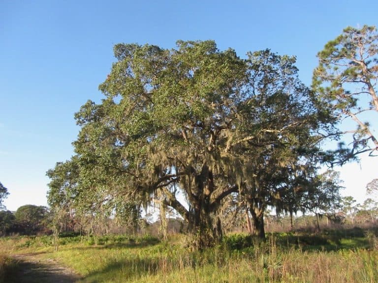 9 Arizona Evergreen Trees to Grow (Trees That Don’t Shed)