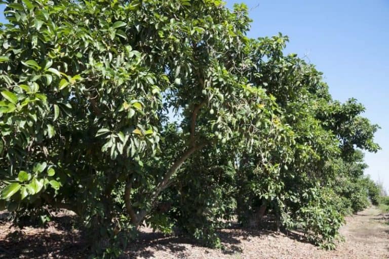 Can You Grow Avocado Trees in Arizona? (Plus Best Varieties)