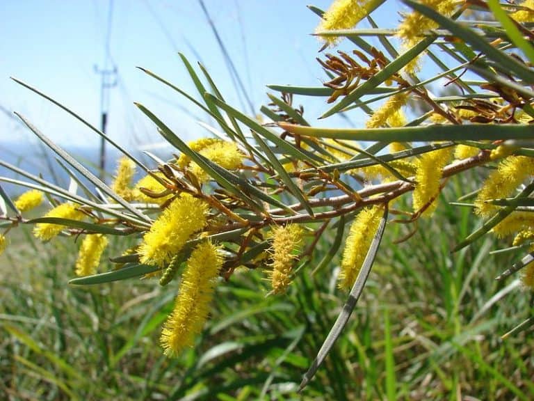 9 Arizona Evergreen Trees to Grow (Trees That Don’t Shed)