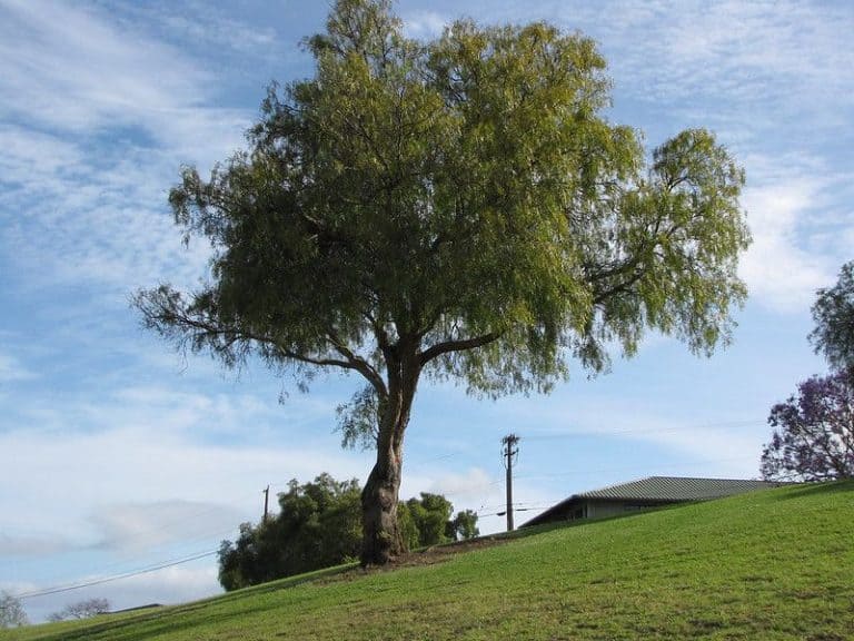 14 Best Shade Trees for Arizona (Some Non Shedding)