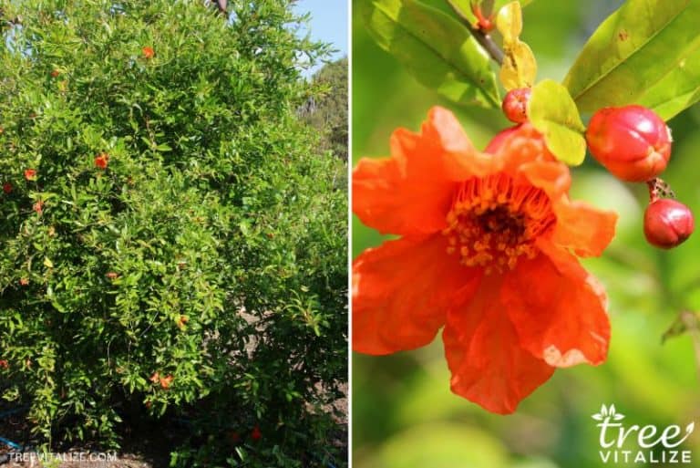 10 Best Fruit Trees for Southern California Backyard Growers