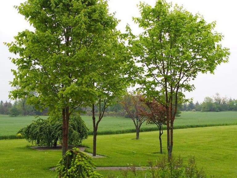 Can You Grow Maple Trees in Alaska? Which Types?