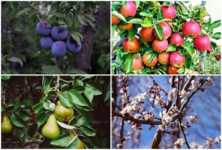 What Fruit Trees Grow In Alaska? 6 Popular Options