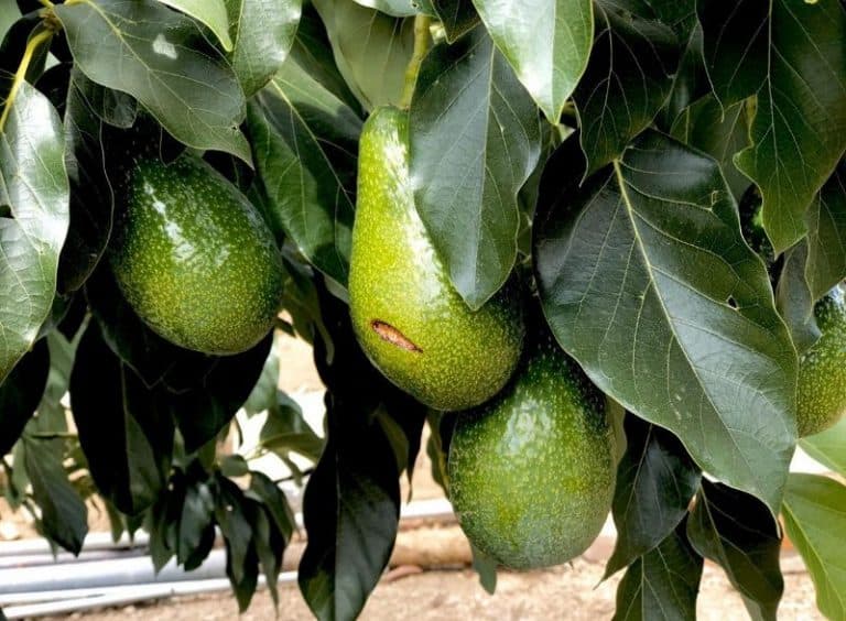 Can You Grow Avocado Trees in Arizona? (Plus Best Varieties)