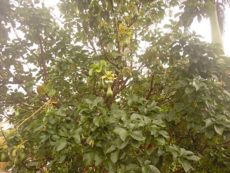 10 Best Fruit Trees for Southern California Backyard Growers