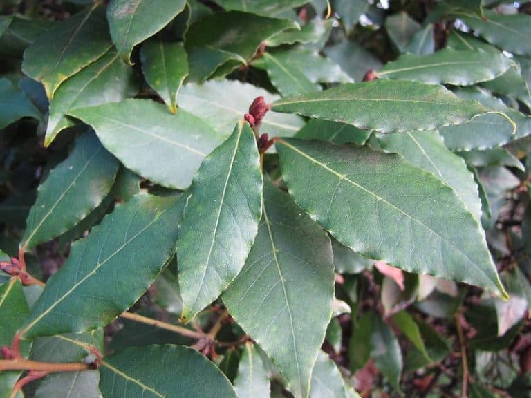 9 Evergreen Trees to Grow in California (Northern/Southern)