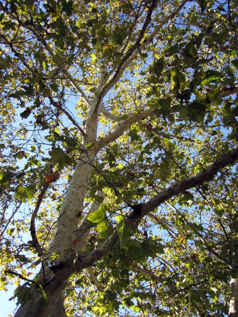 10 Fast Growing Shade Trees for California to Plant Today