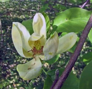 10 Elegant Magnolia Trees for USDA Zone 5
