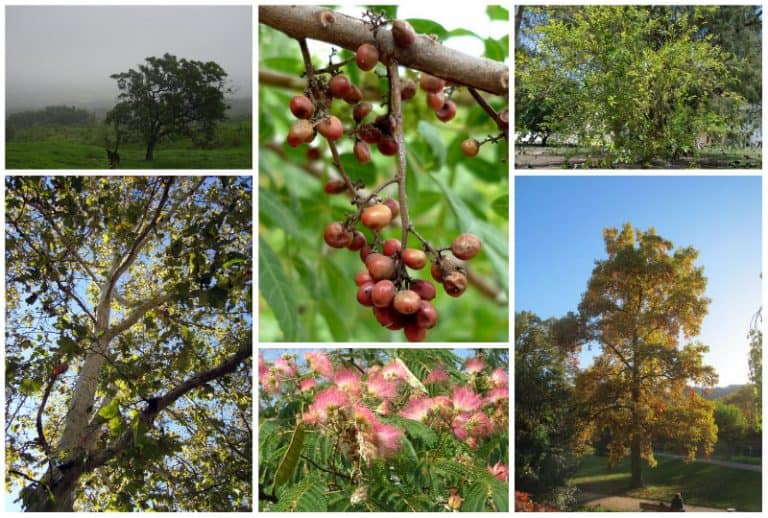 10 Fast Growing Shade Trees for California to Plant Today