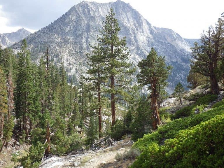 15 Types of Pine Trees in California (Southern & Northern)