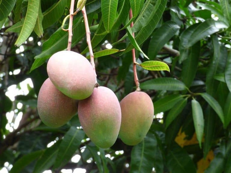 BEST MANGO TREE TO GROW IN SOUTHERN CALIFORNIA visual data 7