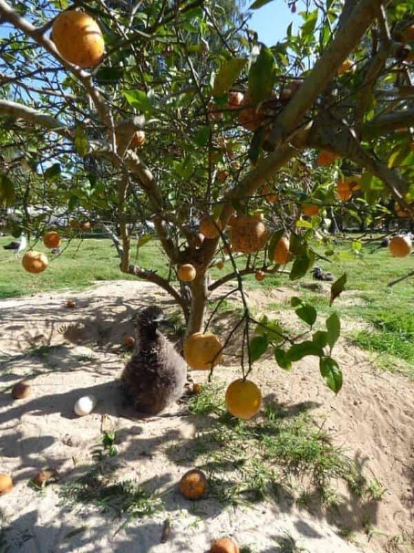 10 Best Dwarf Fruit Trees to Grow in California