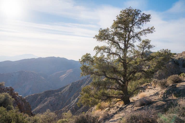 15 Types of Pine Trees in California (Southern & Northern)