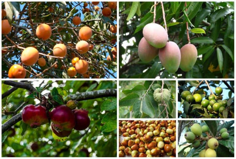 10 Best Fruit Trees for Southern California Backyard Growers
