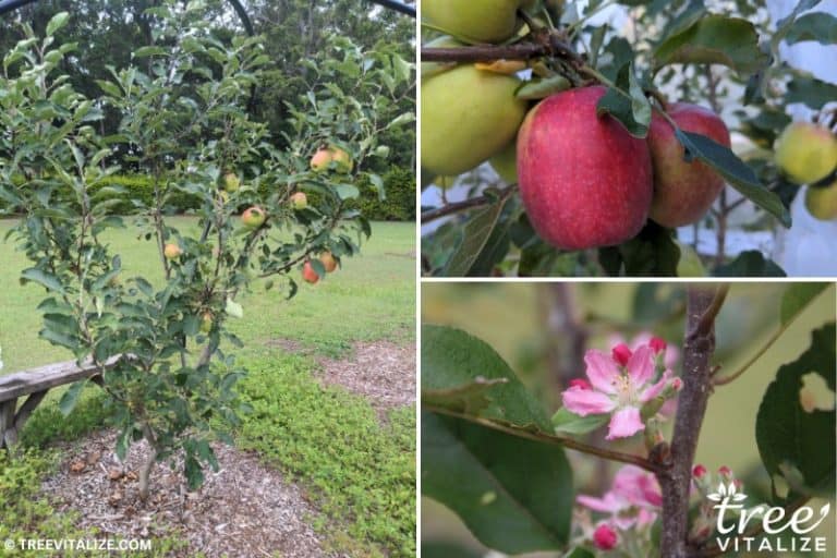 10 Best Dwarf Fruit Trees to Grow in California
