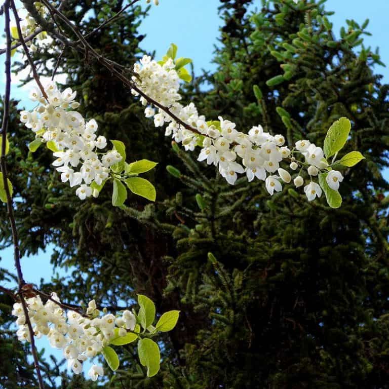 20 Most Popular Flowering Trees in Arkansas (Stunning)