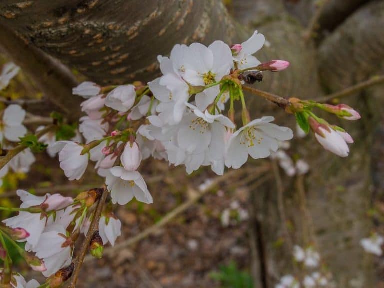 30 Best Flowering Trees in California (Purple, Pink & More)
