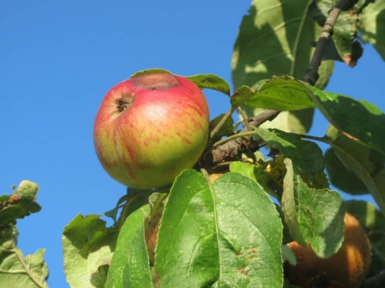 10 Best Fruit Trees to Grow in Wyoming (That Really Thrive)